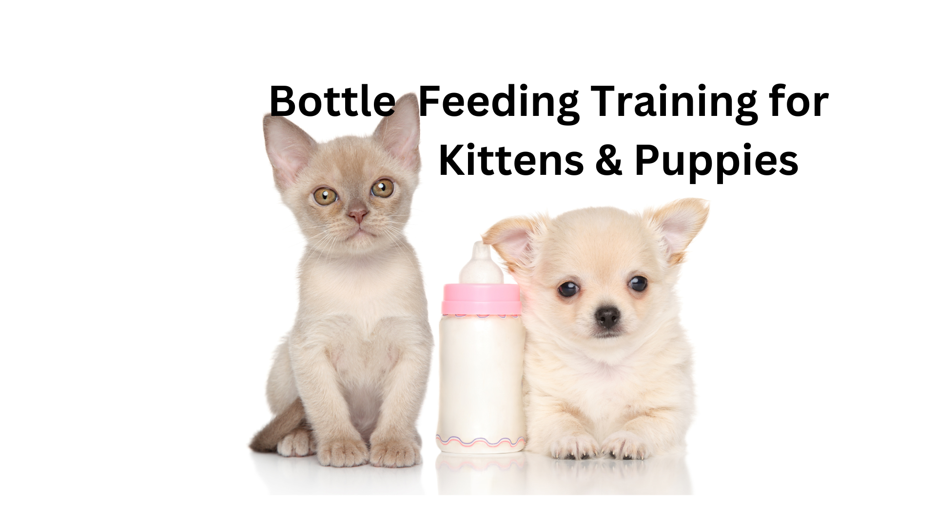 IN PERSON BOTTLE BABY KITTEN TRAINING 