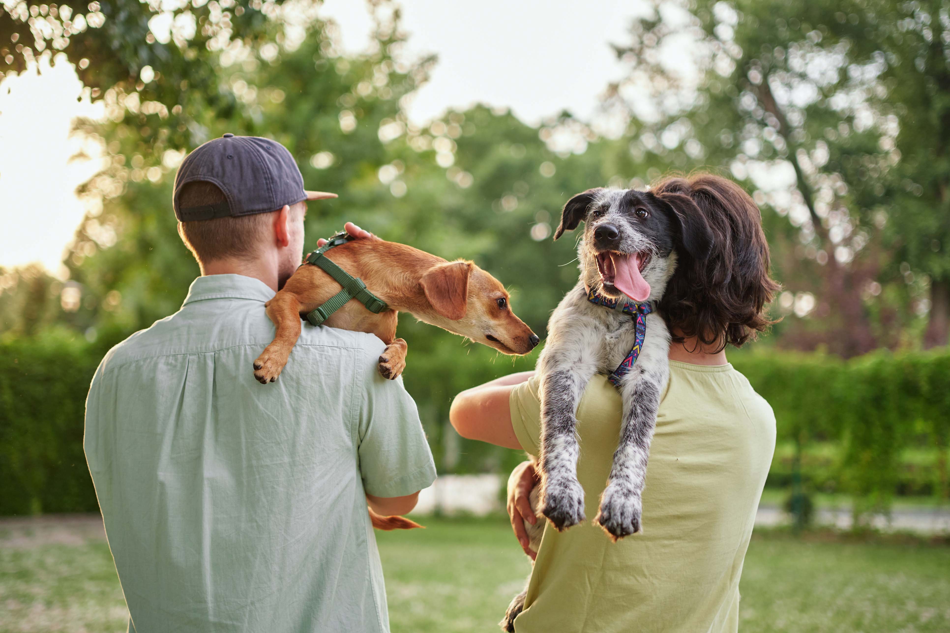 Become a Foster Hero | Highland Humane Society